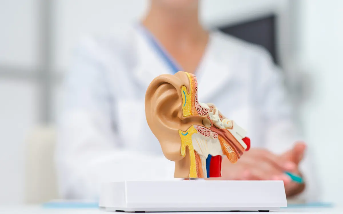 Especialista explicando a anatomia da orelha com um modelo